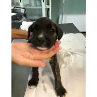 Foto dell\'animale cane - Matr. 2020/1265 - Microchip 380260043707442