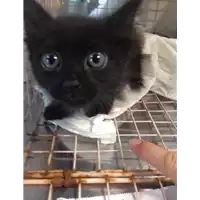 Foto dell\'animale gatto - Matr. 2020/1268 - Microchip 380260043707156