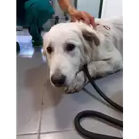 Foto dell\'animale cane - Matr. 2020/1269 - Microchip 380260043706989