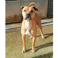 Foto dell\'animale cane - Matr. 2020/1272 - Microchip 380260043707346