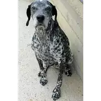 Foto dell\'animale cane - Matr. 2020/1273 - Microchip 380260000633843