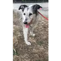 Foto dell\'animale cane - Matr. 2020/1274 - Microchip 380260043707443