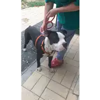 Foto dell\'animale cane - Matr. 2020/1275 - Microchip 380260043706945
