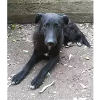 Foto dell\'animale cane - Matr. 2020/0867 - Microchip 380260043710123