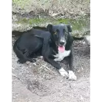 Foto dell\'animale cane - Matr. 2020/1022 - Microchip 380260044281208