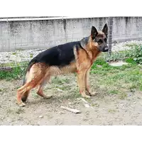 Foto dell\'animale cane - Matr. 2019/2618 - Microchip 380260043854098