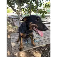 Foto dell\'animale cane - Matr. 2020/0763 - Microchip 380260043854473