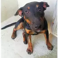 Foto dell\'animale cane - Matr. 2020/0764 - Microchip 380260043854338
