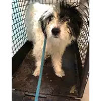 Foto dell\'animale cane - Matr. 2020/1278 - Microchip 380260043706725