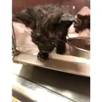 Foto dell\'animale gatto - Matr. 2020/1281 - Microchip 380260043706977