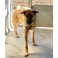 Foto dell\'animale cane - Matr. 2017/0501 - Microchip 380260042878775