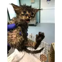 Foto dell\'animale gatto - Matr. 2020/1283 - Microchip 380260043707367