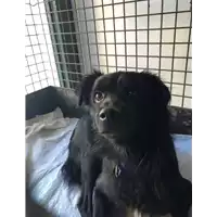Foto dell\'animale cane - Matr. 2020/1285 - Microchip 380260004901785