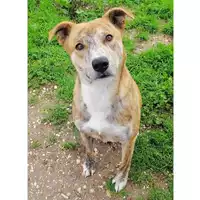 Foto dell\'animale cane - Matr. 2020/1291 - Microchip 380260043632442