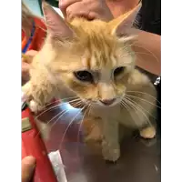 Foto dell\'animale gatto - Matr. 2020/0289 - Microchip 380260043846634