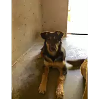 Foto dell\'animale cane - Matr. 2017/0503 - Microchip 380260043150486