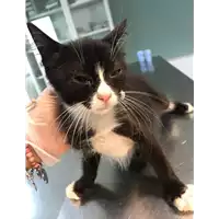 Foto dell\'animale gatto - Matr. 2020/1295 - Microchip 380260043844294