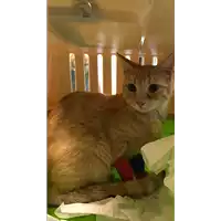 Foto dell\'animale gatto - Matr. 2020/1297 - Microchip 380260043631601