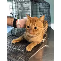 Foto dell\'animale gatto - Matr. 2020/1298 - Microchip 380260043847038