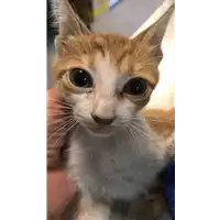 Foto dell\'animale gatto - Matr. 2020/1300 - Microchip 380260043846674