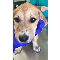 Foto dell\'animale cane - Matr. 2020/1301 - Microchip 380260044279447