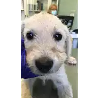 Foto dell\'animale cane - Matr. 2020/1302 - Microchip 380260044279922