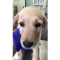 Foto dell\'animale cane - Matr. 2020/1303 - Microchip 380260044278598