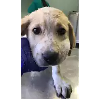 Foto dell\'animale cane - Matr. 2020/1304 - Microchip 380260044279645