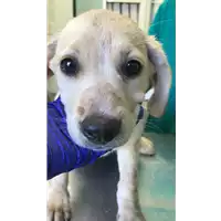 Foto dell\'animale cane - Matr. 2020/1305 - Microchip 380260044280145