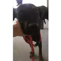 Foto dell\'animale cane - Matr. 2020/1307 - Microchip 380260043846725