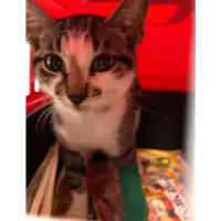 Foto dell\'animale gatto - Matr. 2020/1308 - Microchip 380260043631562