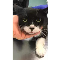 gatto - Matr. 2020/1309 - Microchip 380260043631482