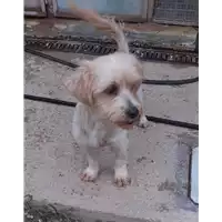 Foto dell\'animale cane - Matr. 2020/1310 - Microchip 380260043844464
