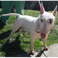 Foto dell\'animale cane - Matr. 2017/0505 - Microchip 380260043156307