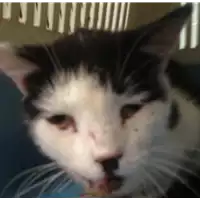 Foto dell\'animale gatto - Matr. 2020/1312 - Microchip 380260043631892