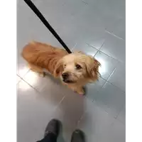 Foto dell\'animale cane - Matr. 2019/2322 - Microchip 380260043872867
