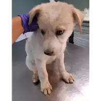 Foto dell\'animale cane - Matr. 2020/1314 - Microchip 380260043632421