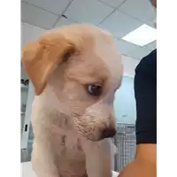 Foto dell\'animale cane - Matr. 2020/1315 - Microchip 380260043707585