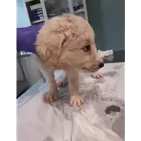 Foto dell\'animale cane - Matr. 2020/1316 - Microchip 380260043631586