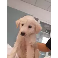 Foto dell\'animale cane - Matr. 2020/1318 - Microchip 380260043710357
