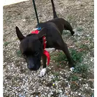 Foto dell\'animale cane - Matr. 2020/1321 - Microchip 380260000927782