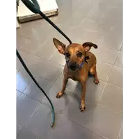 Foto dell\'animale cane - Matr. 2020/1320 - Microchip 380260000423457