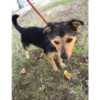 Foto dell\'animale cane - Matr. 2020/1322 - Microchip 380260101450571