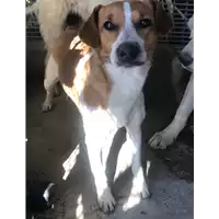 Foto dell\'animale cane - Matr. 2020/1323 - Microchip 380260043710452