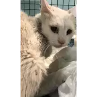 Foto dell\'animale gatto - Matr. 2020/1326 - Microchip 380260043709565