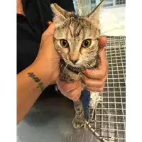 Foto dell\'animale gatto - Matr. 2020/1327 - Microchip 380260043708162