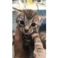 Foto dell\'animale gatto - Matr. 2020/1332 - Microchip 380260043707920