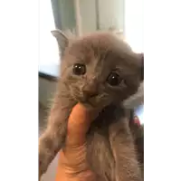 Foto dell\'animale gatto - Matr. 2020/1333 - Microchip 380260043710445