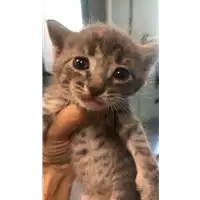 Foto dell\'animale gatto - Matr. 2020/1334 - Microchip 380260043709852