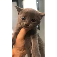 Foto dell\'animale gatto - Matr. 2020/1335 - Microchip 380260043707697